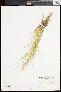 Carex angustior image