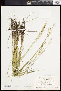 Carex angustior image