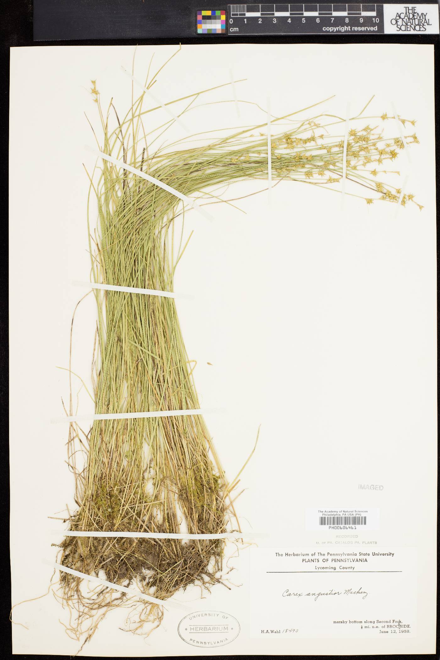 Carex angustior image