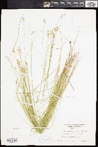 Carex angustior image