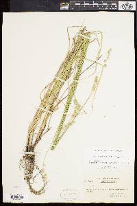 Carex argyrantha image