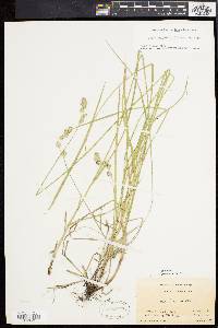 Carex argyrantha image