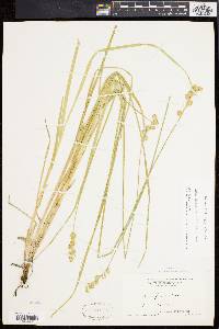 Carex argyrantha image