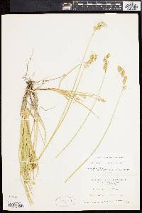 Carex argyrantha image