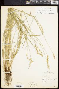 Carex argyrantha image