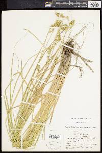 Carex argyrantha image