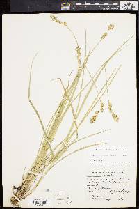 Carex argyrantha image