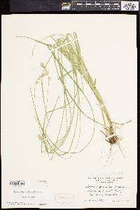 Carex argyrantha image