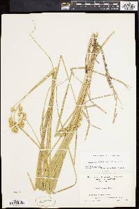 Carex argyrantha image