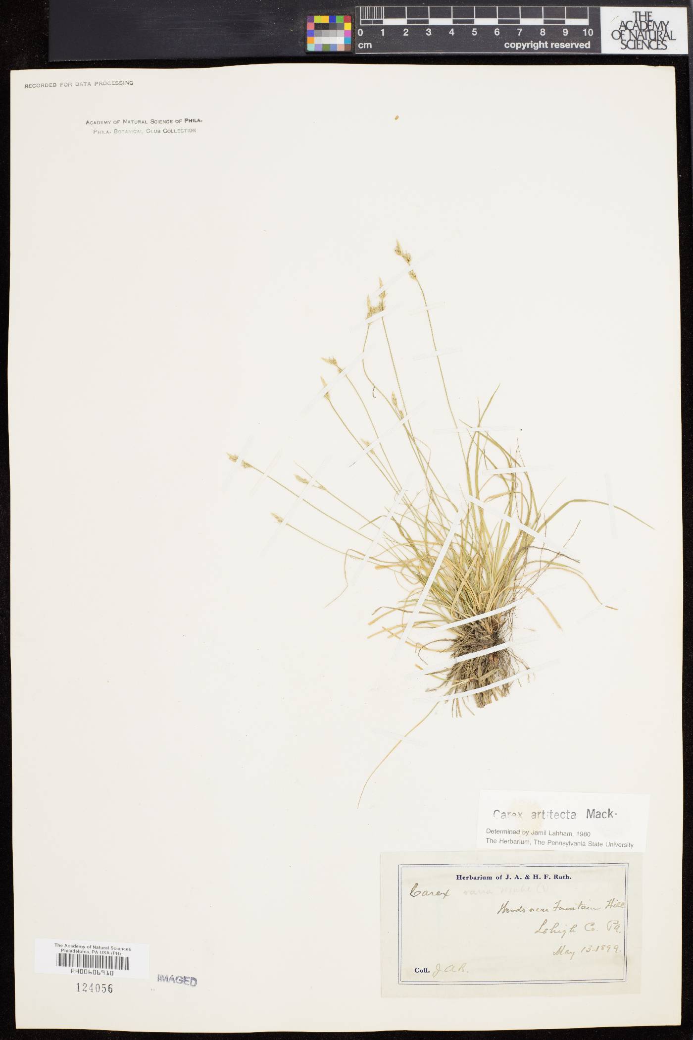 Carex artitecta image