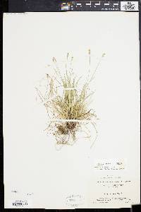 Carex artitecta image