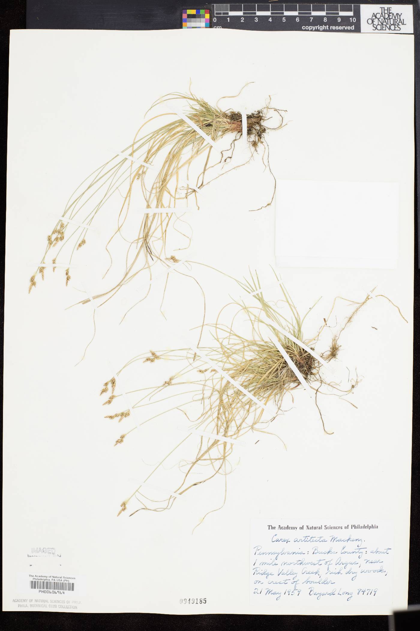 Carex artitecta image