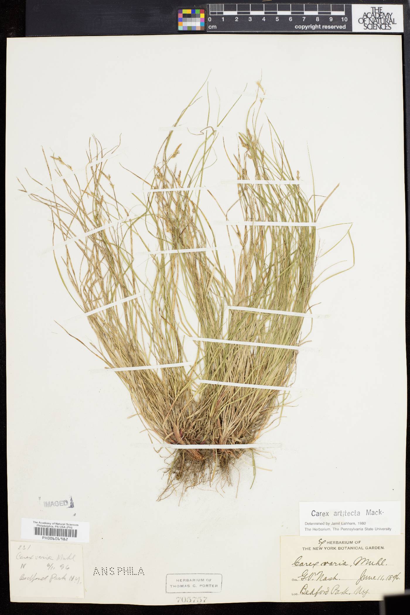 Carex artitecta image