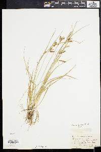 Carex aurea image