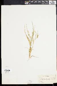 Carex aurea image