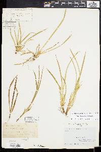 Carex backii image