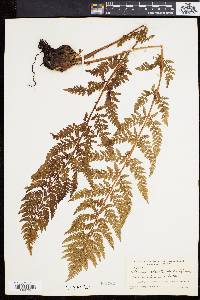 Athyrium alpestre image