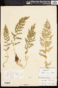 Athyrium alpestre image