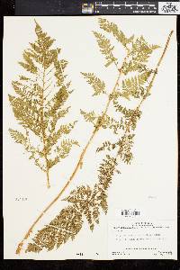 Athyrium alpestre image