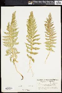 Athyrium alpestre image