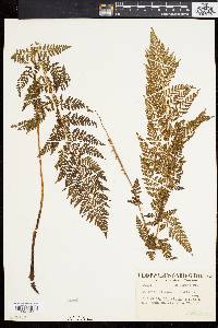 Athyrium alpestre image