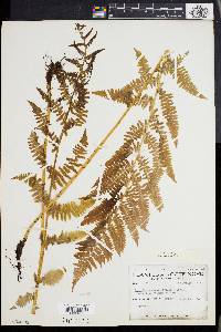 Athyrium asplenioides var. angustum image