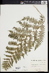 Athyrium asplenioides var. angustum image