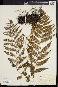 Athyrium asplenioides var. angustum image