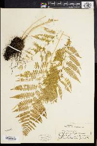 Athyrium asplenioides var. angustum image