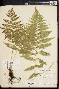 Athyrium asplenioides var. angustum image