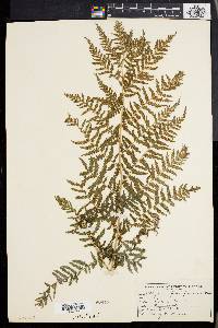 Athyrium asplenioides var. angustum image