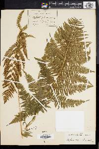 Athyrium asplenioides var. angustum image