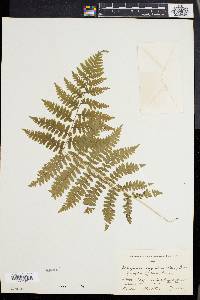 Athyrium asplenioides var. angustum image