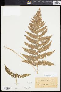 Athyrium arcuatum image