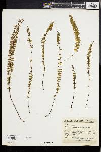 Asplenium monanthes image