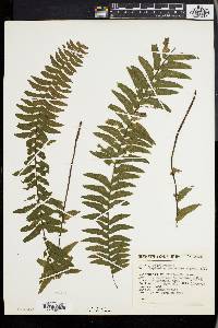 Asplenium potosinum image