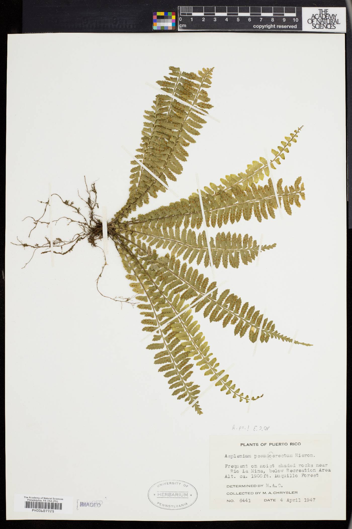 Asplenium pseuderectum image