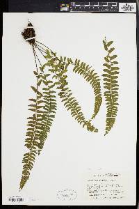 Asplenium pteropus image