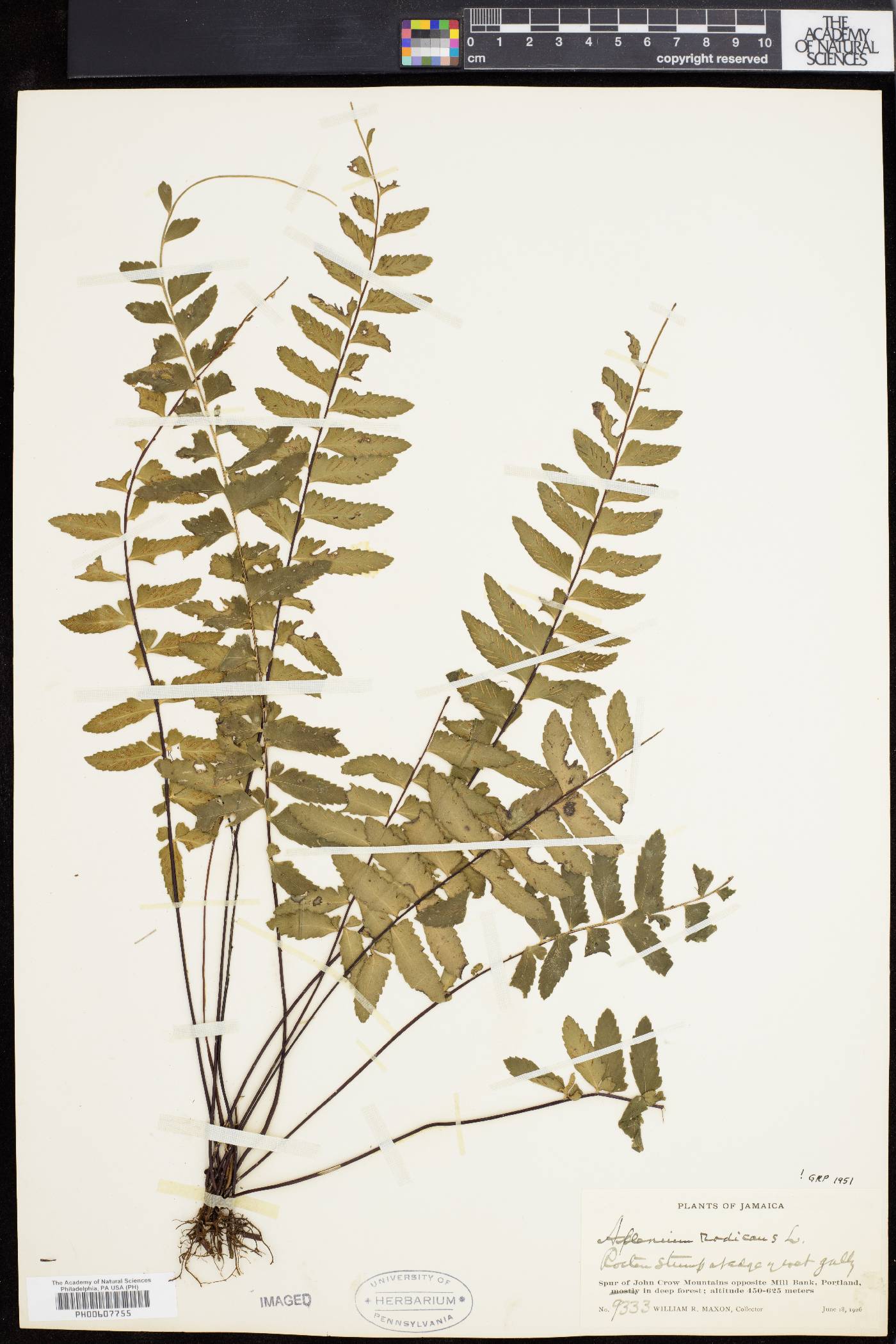 Asplenium radicans image