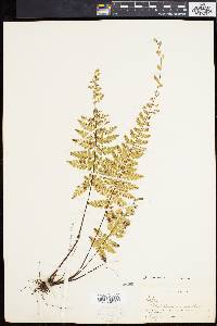 Asplenium radicans image