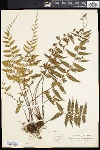 Asplenium radicans image