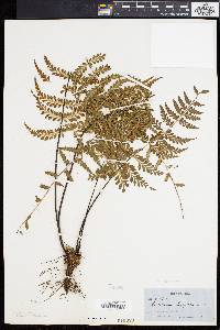 Asplenium radicans image