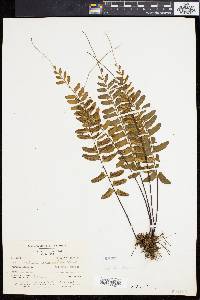 Asplenium radicans image