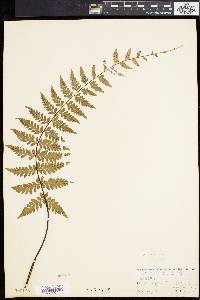 Asplenium radicans image