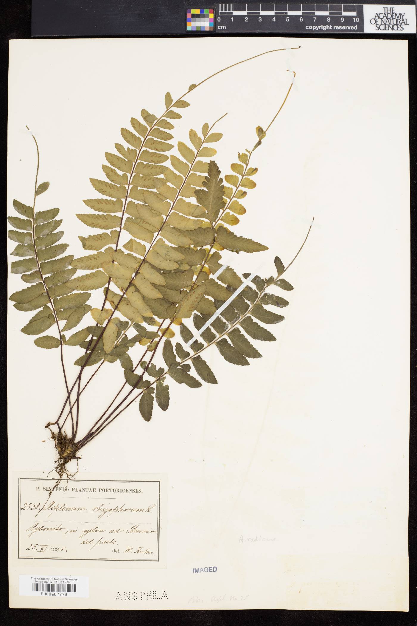 Asplenium radicans image