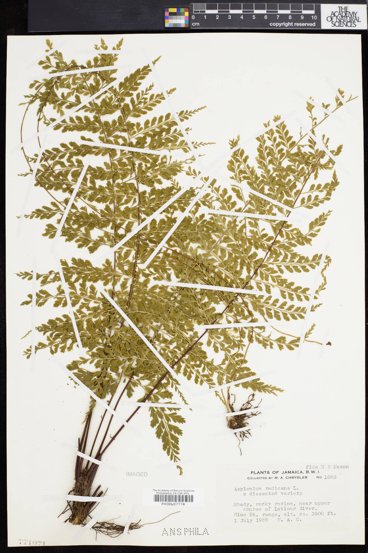 Asplenium radicans image