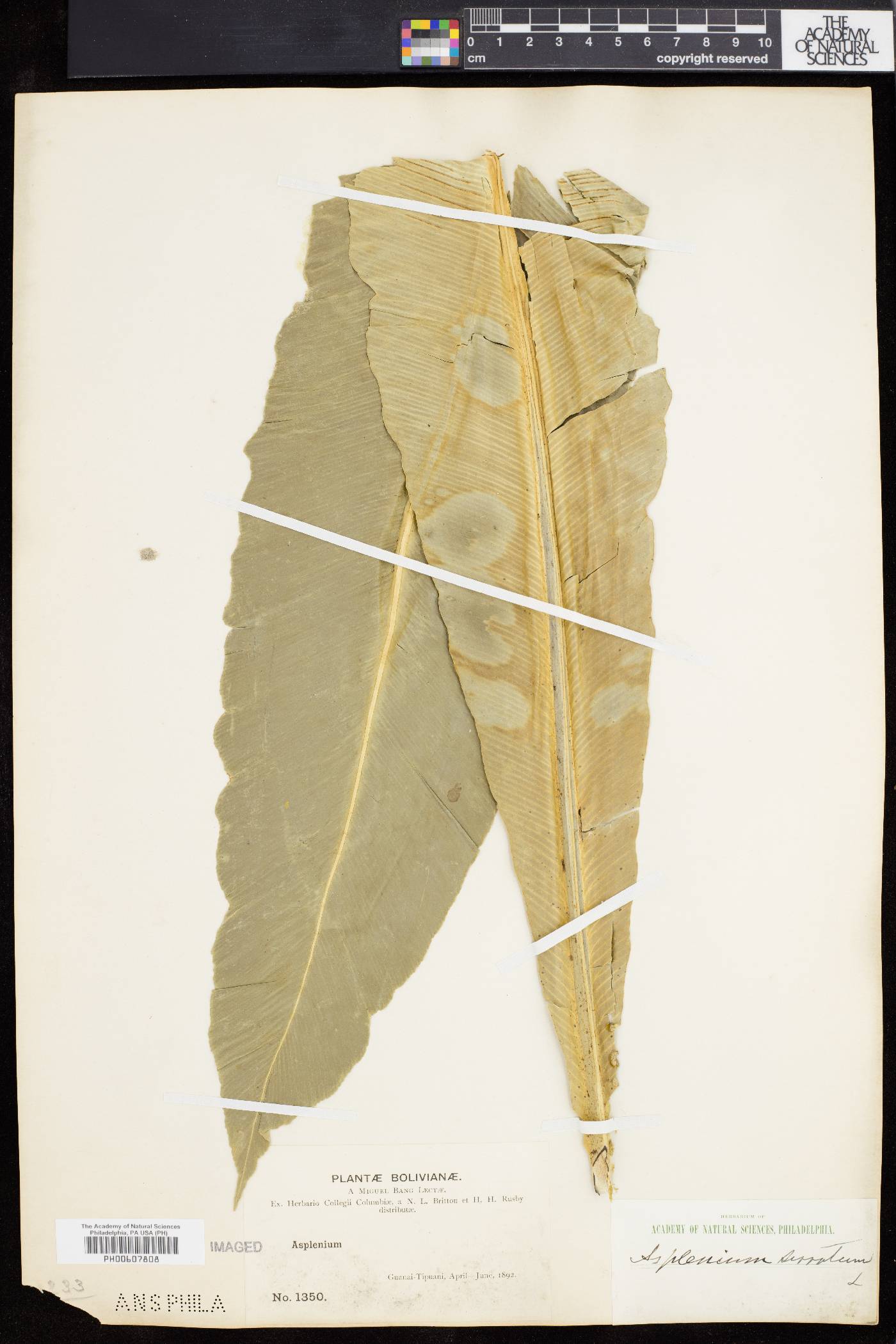 Asplenium serratum image