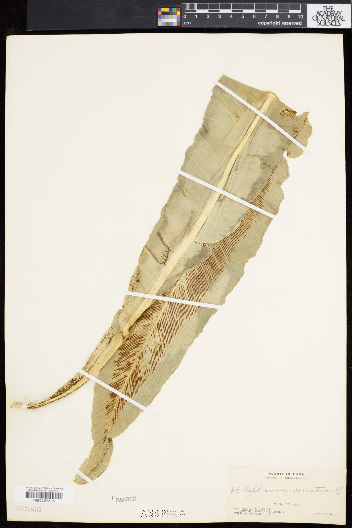 Asplenium serratum image