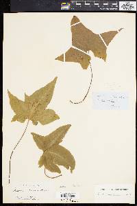 Asplenium hemionitis image