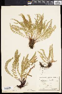 Asplenium viride image